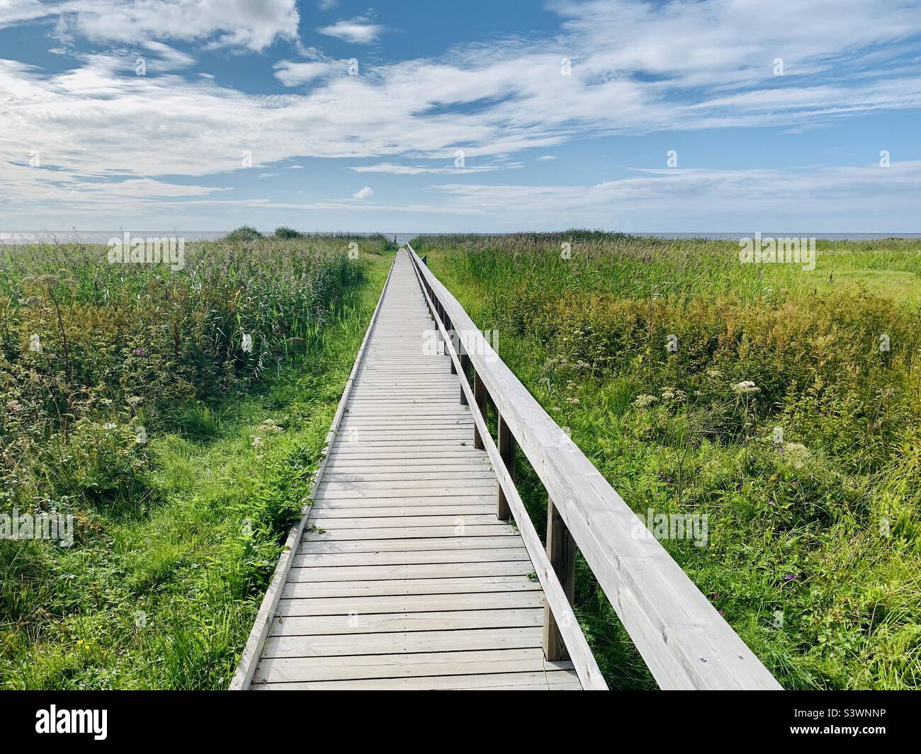 Passerelle en bois dans la prairie en été Banque D'Images