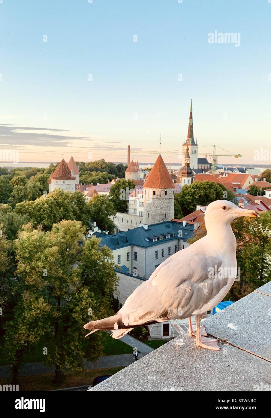 Ville de Tallinn, capitale estonienne, avec mouettes au premier plan Banque D'Images