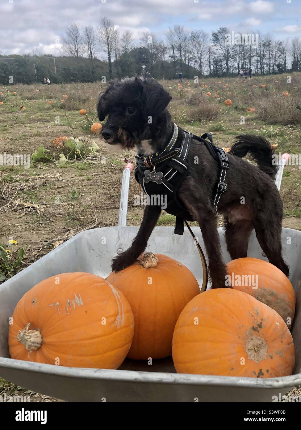 Chien dans une brouette avec des citrouilles Banque D'Images