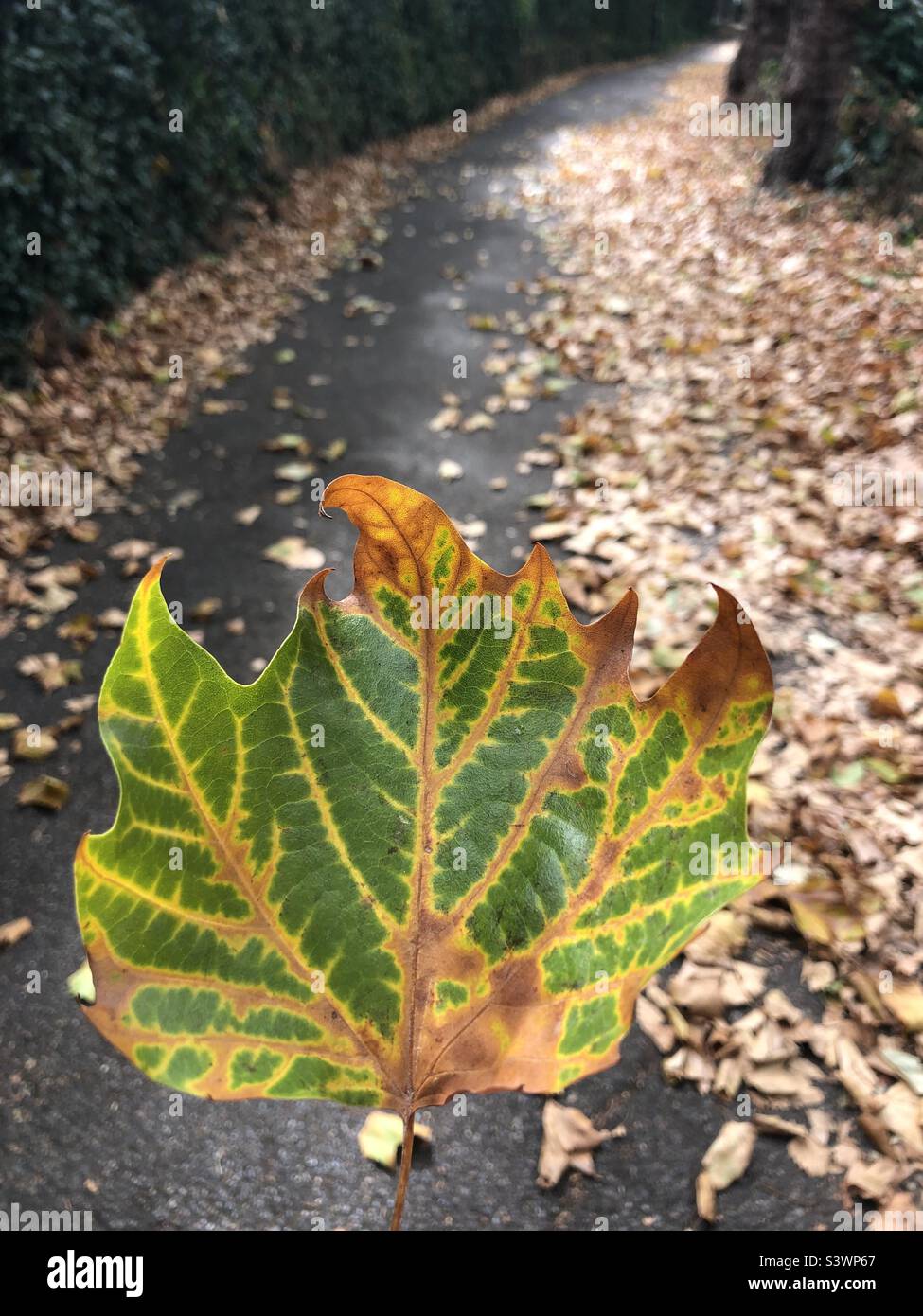 Feuilles d'automne tombées à la fin de l'été Banque D'Images