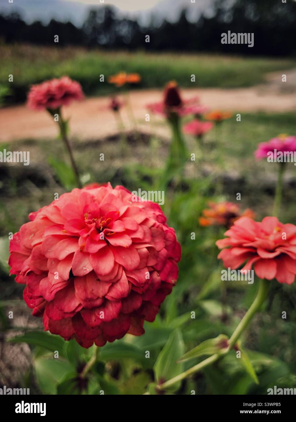 Zinnias dans un jardin de fleurs en août - Image de stock capturée avec un smartphone