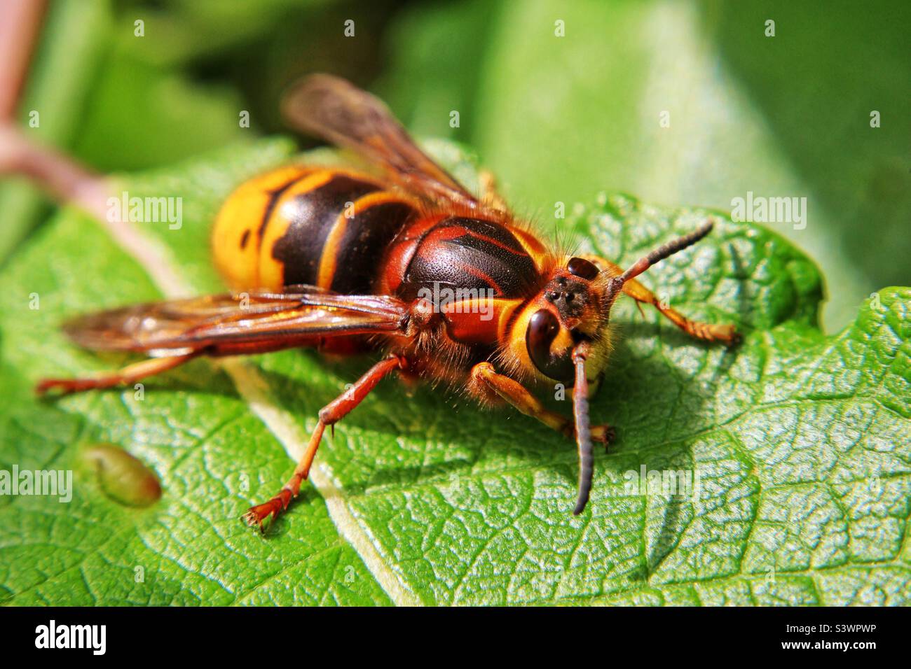 Hornet (Vespa velutina) se reposant sur un arbre en laisse au soleil, jardin du Hampshire Banque D'Images