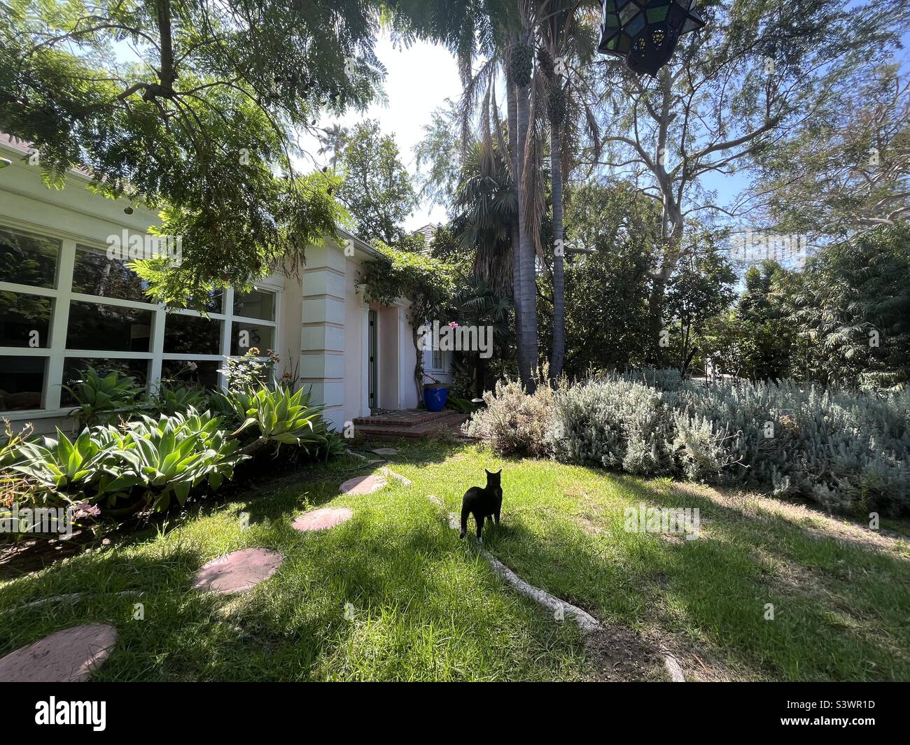 Un chat de maison chasse les oiseaux, les souris et les rats dans son beau jardin de cour avant de Los angeles. - Image de stock capturée avec un smartphone