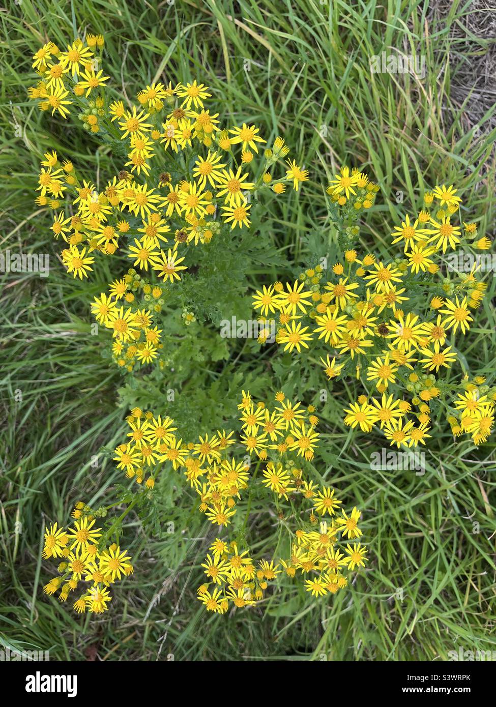 Le ragwort de Tansy à la fin de l'été montrant des fleurs jaunes vives en abondance. Banque D'Images