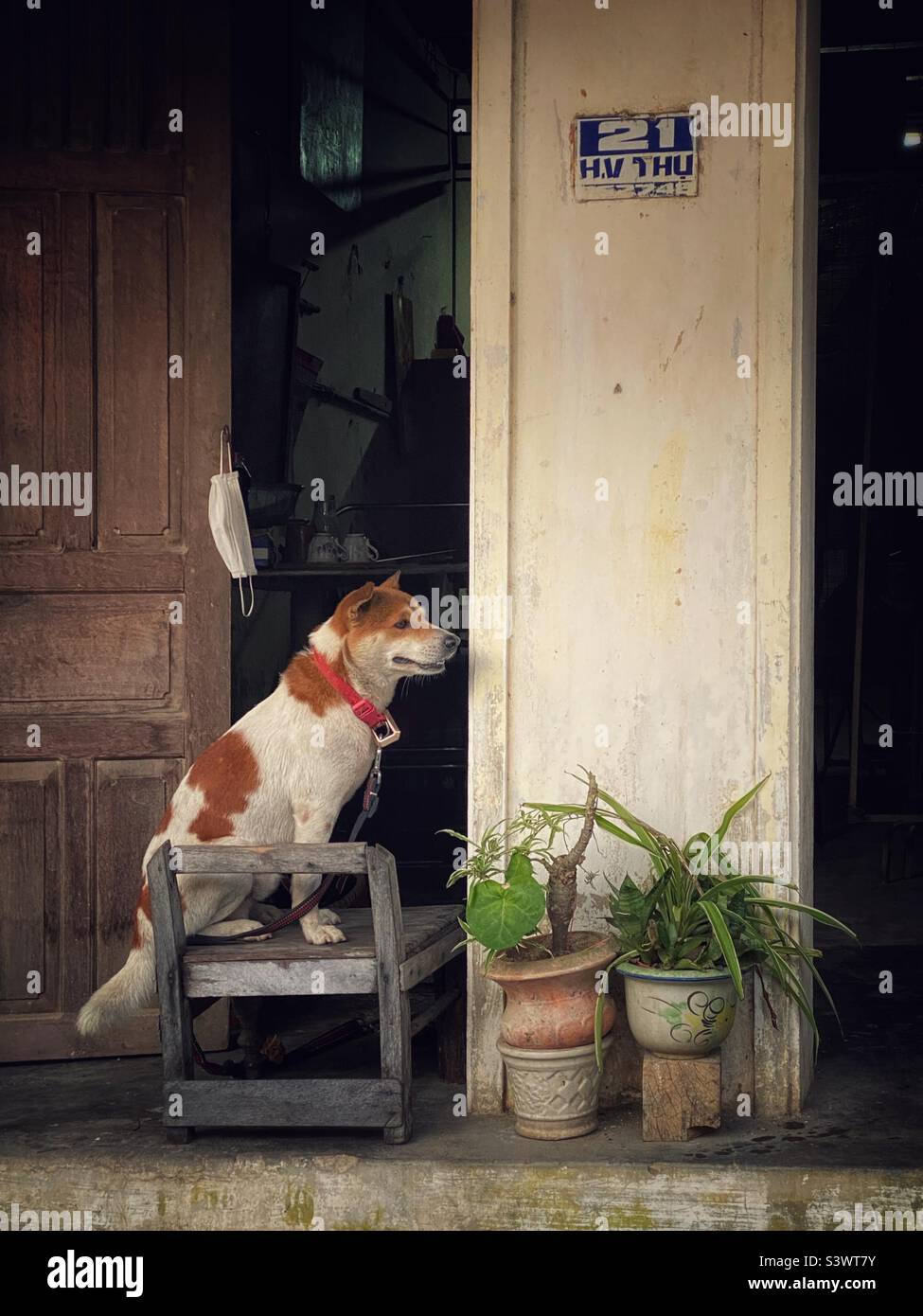 Un chien sur une chaise - Image de stock capturée avec un smartphone