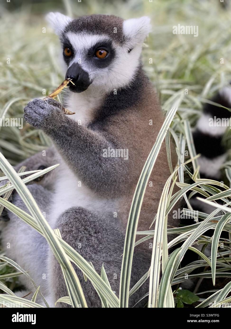 Ring tailed Lemur Banque D'Images