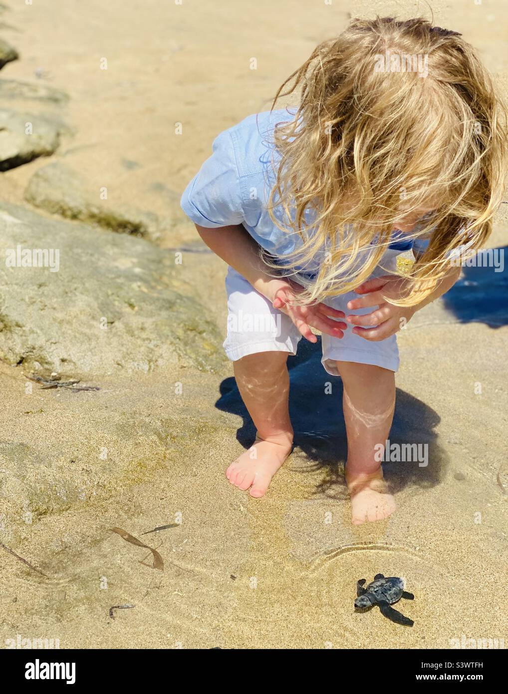 Un petit garçon lâchant une tortue Banque D'Images