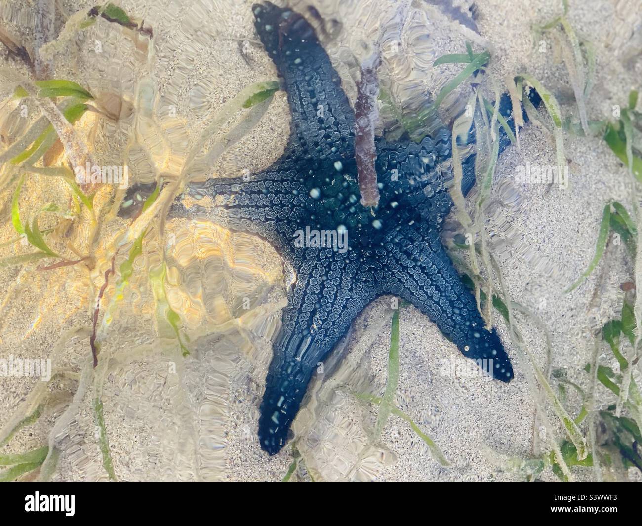 Étoile de mer de Starfish sous l'eau Bali Banque D'Images