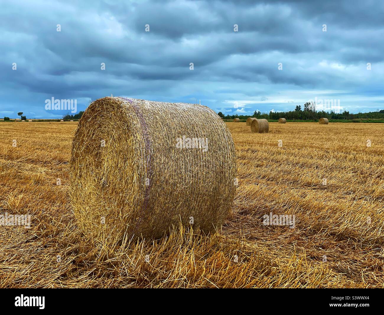 Balles de paille dans un champ rural de l'Île-du-Prince-Édouard, Canada. Banque D'Images