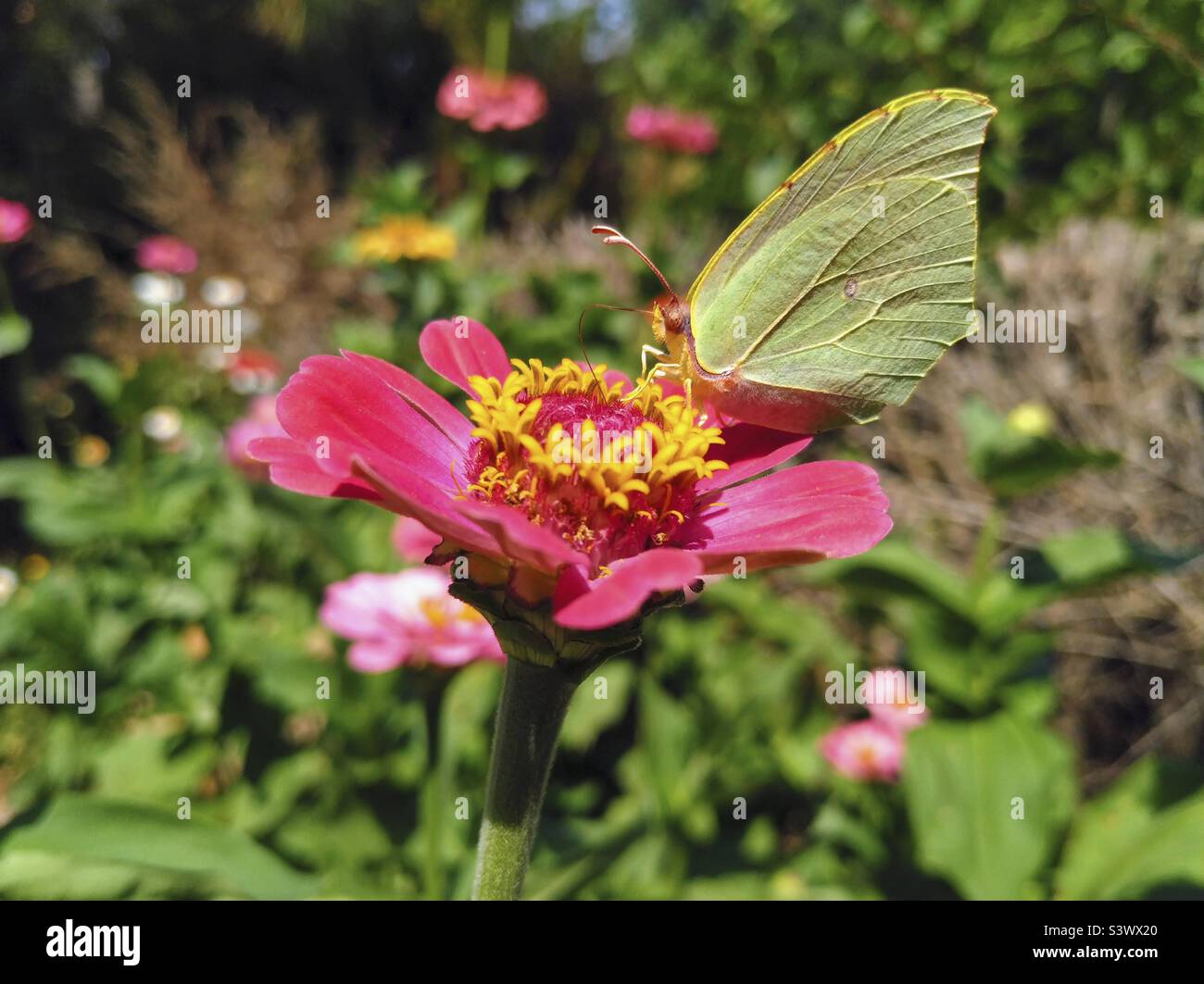 Papillon en pierre à brimades. Gonepteryx rhamni. Alimentation sur une fleur de Zinnia. Banque D'Images