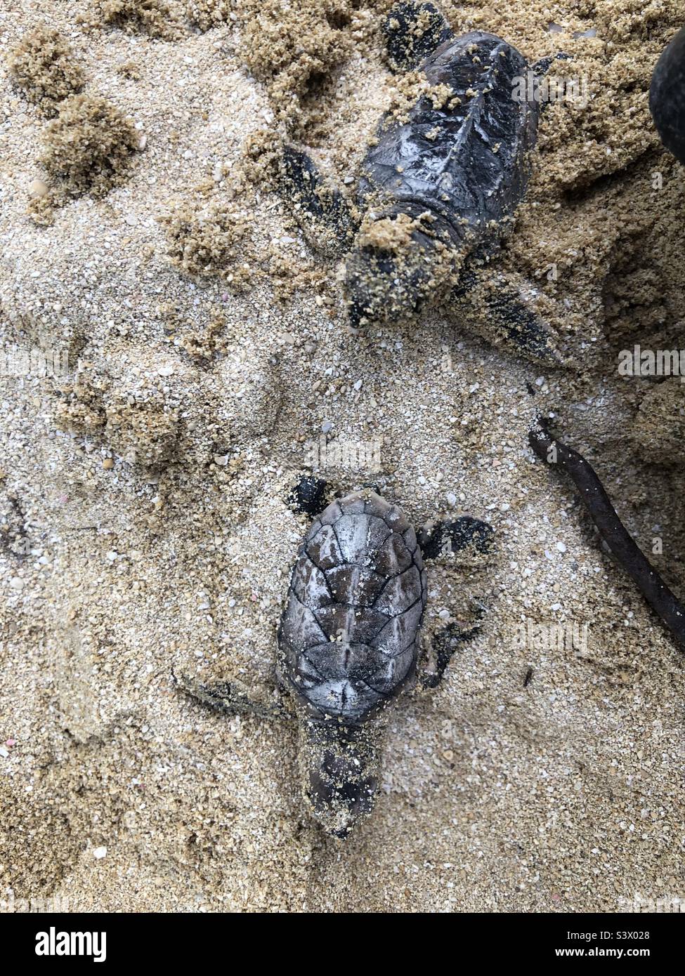 éclosion de tortue Banque de photographies et d’images à haute ...