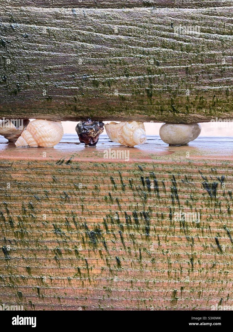Coquillages piégés dans une groyne Banque D'Images