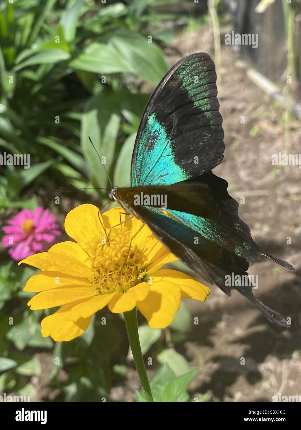 Papillon morpho bleu sur une fleur jaune Banque D'Images
