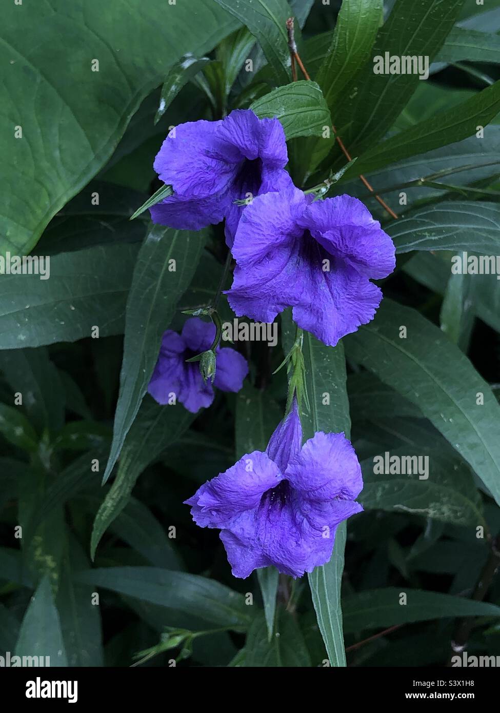 Pétunias mexicains (Ruellia simplex) croissant dans un jardin de Floride - Image de stock capturée avec un smartphone