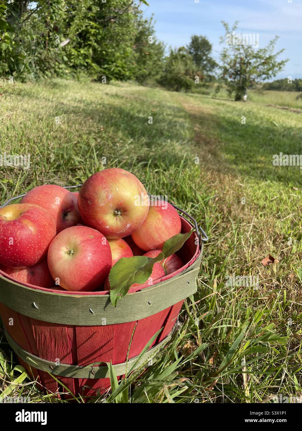 Cadrage de portrait d'un panier de pommes dans un verger de pommes. - Image de stock capturée avec un smartphone