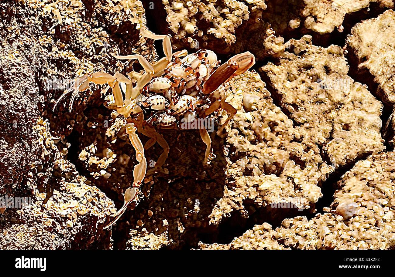 Scorpion avec des bébés sur son dos à la recherche d'une la e pour battre la chaleur de 100 degrés dans la réserve naturelle de Wichita Mountains dans l'Oklahoma du Sud-Ouest Banque D'Images