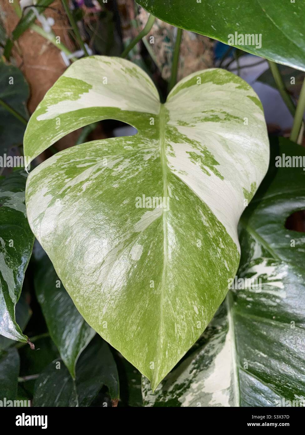 Monstera Albo variégé Banque D'Images