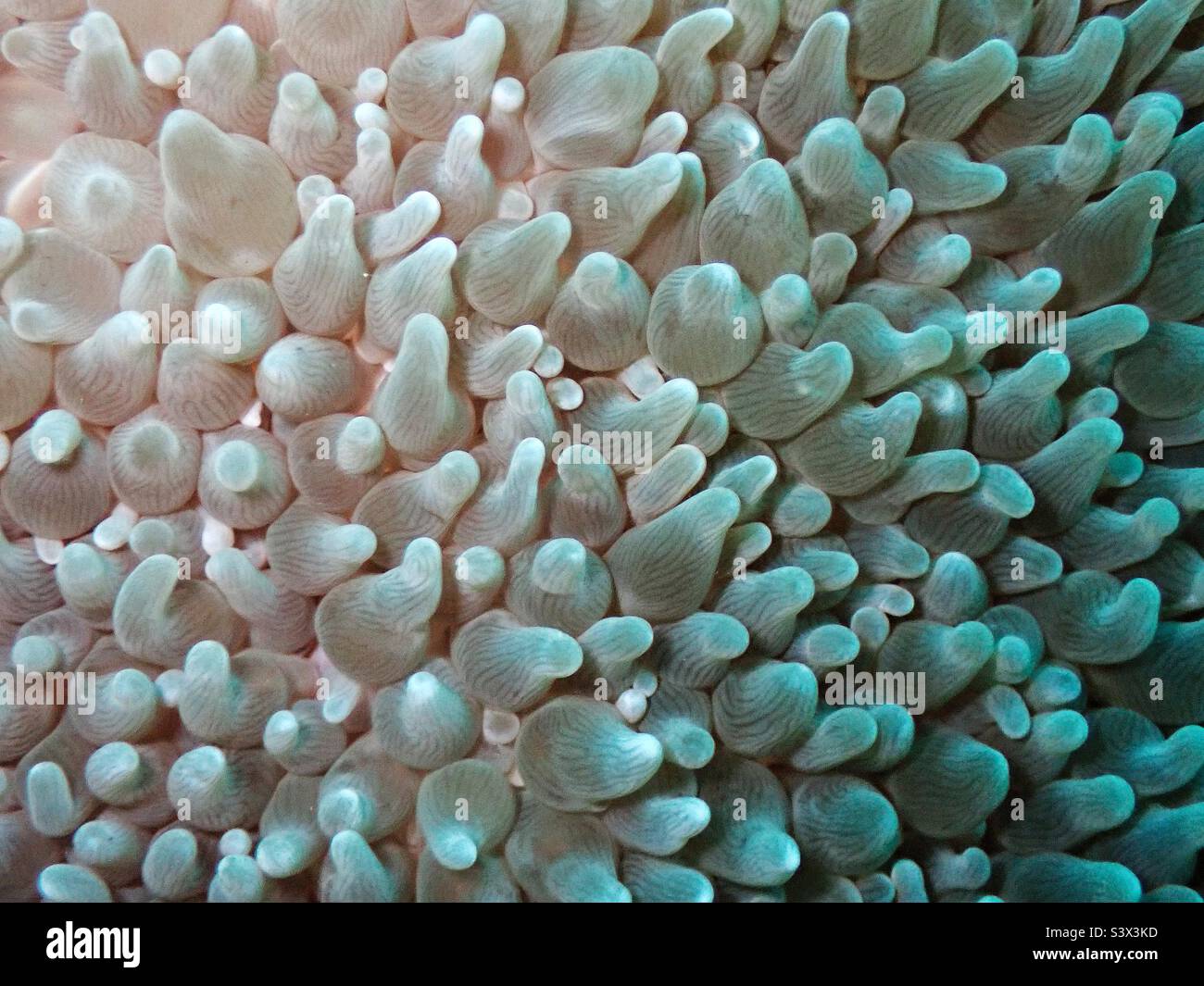Bulbe tentacle anemone, Entacmea quadricolor aux Maldives, Océan Indien Banque D'Images