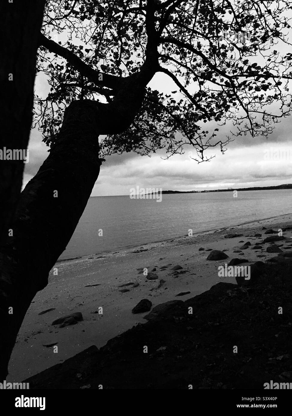 Shore Tree - Image de stock capturée avec un smartphone