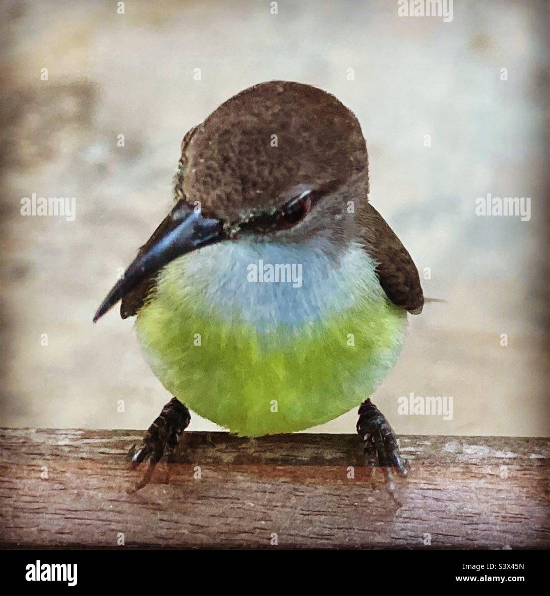 Oiseau de soleil sur le seuil de la fenêtre au Sri Lanka Banque D'Images