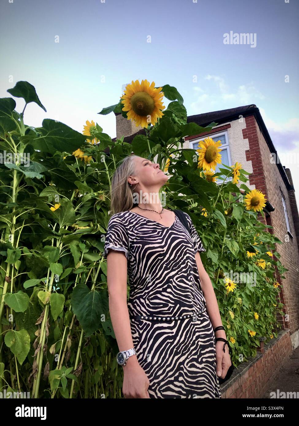 Une femme se tient sous quelques très grands tournesols dans un jardin à l'avant à Londres Banque D'Images