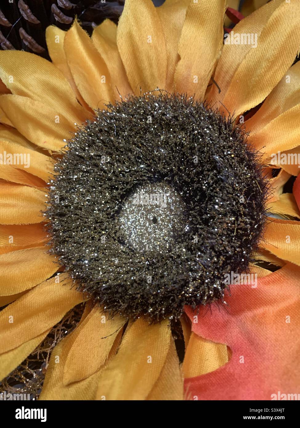 Gros plan d'un faux beau tournesol jaune. Banque D'Images