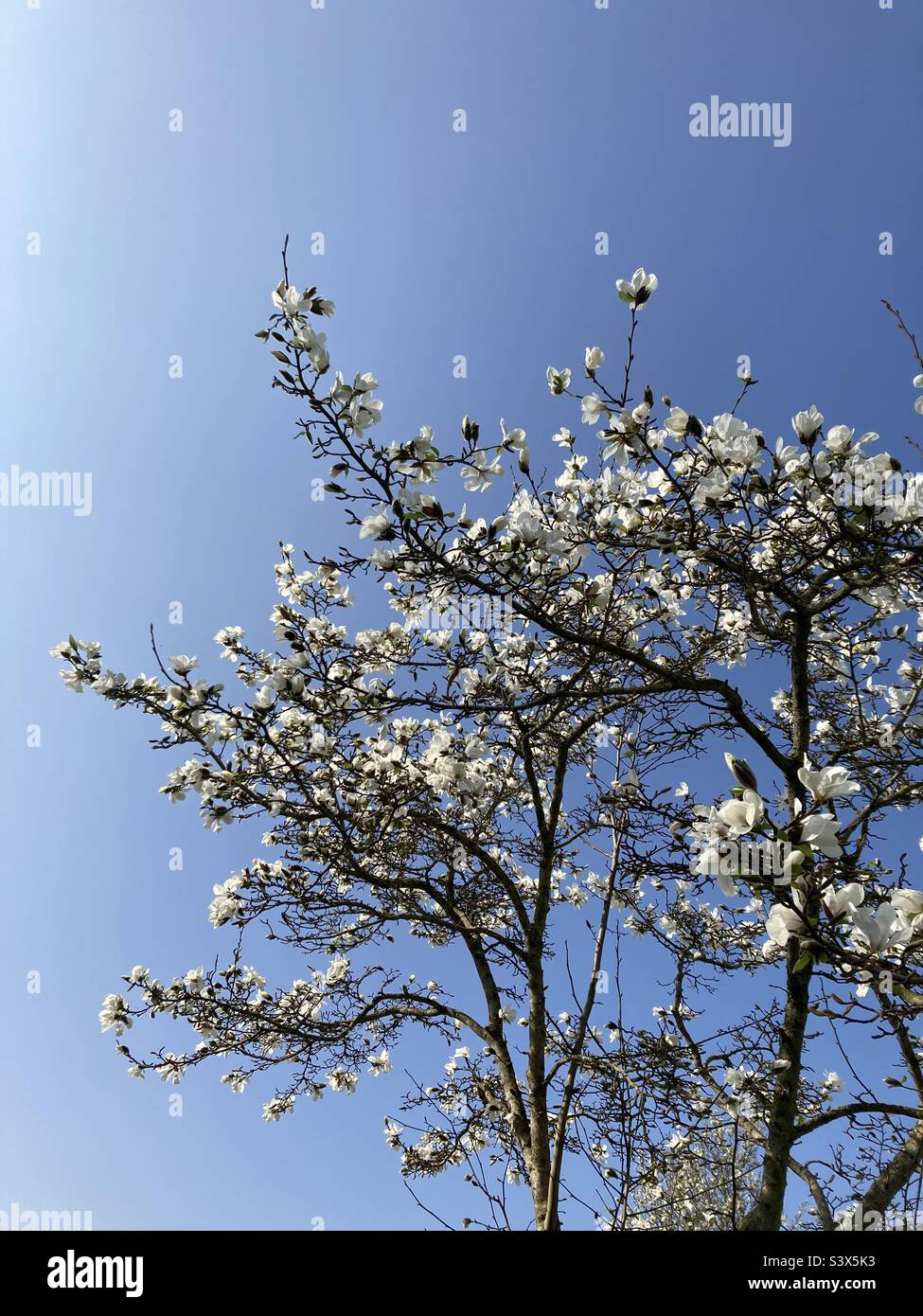 L'arbre blanc Banque de photographies et d’images à haute résolution — free download