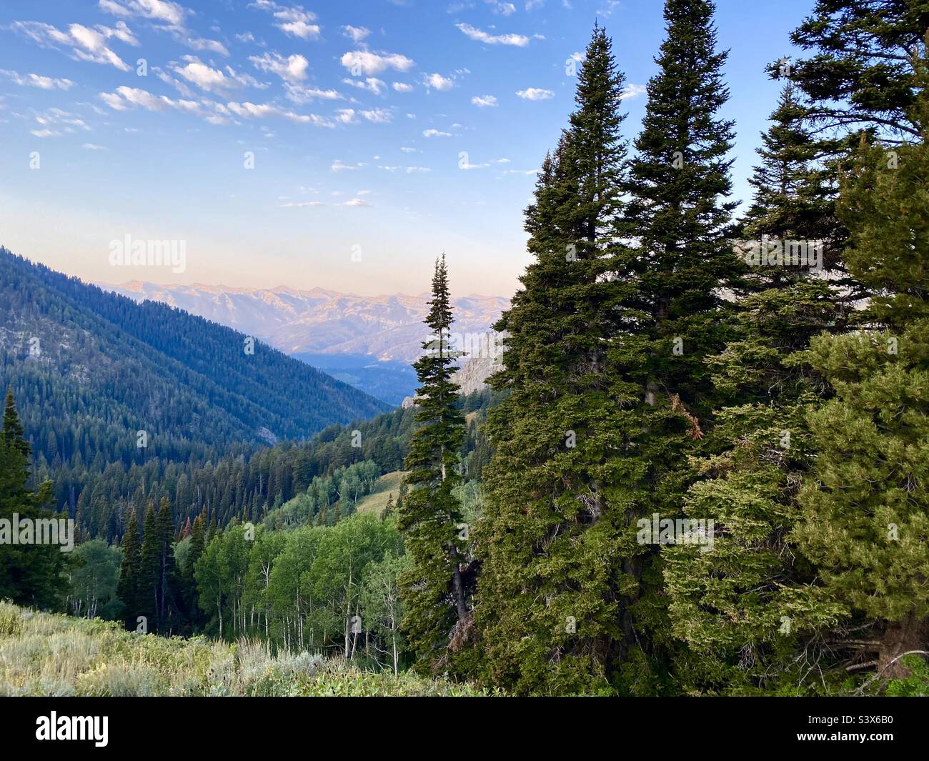 Vue panoramique sur la ligne des arbres dans les grandes montagnes Teton du Wyoming, aux États-Unis Banque D'Images