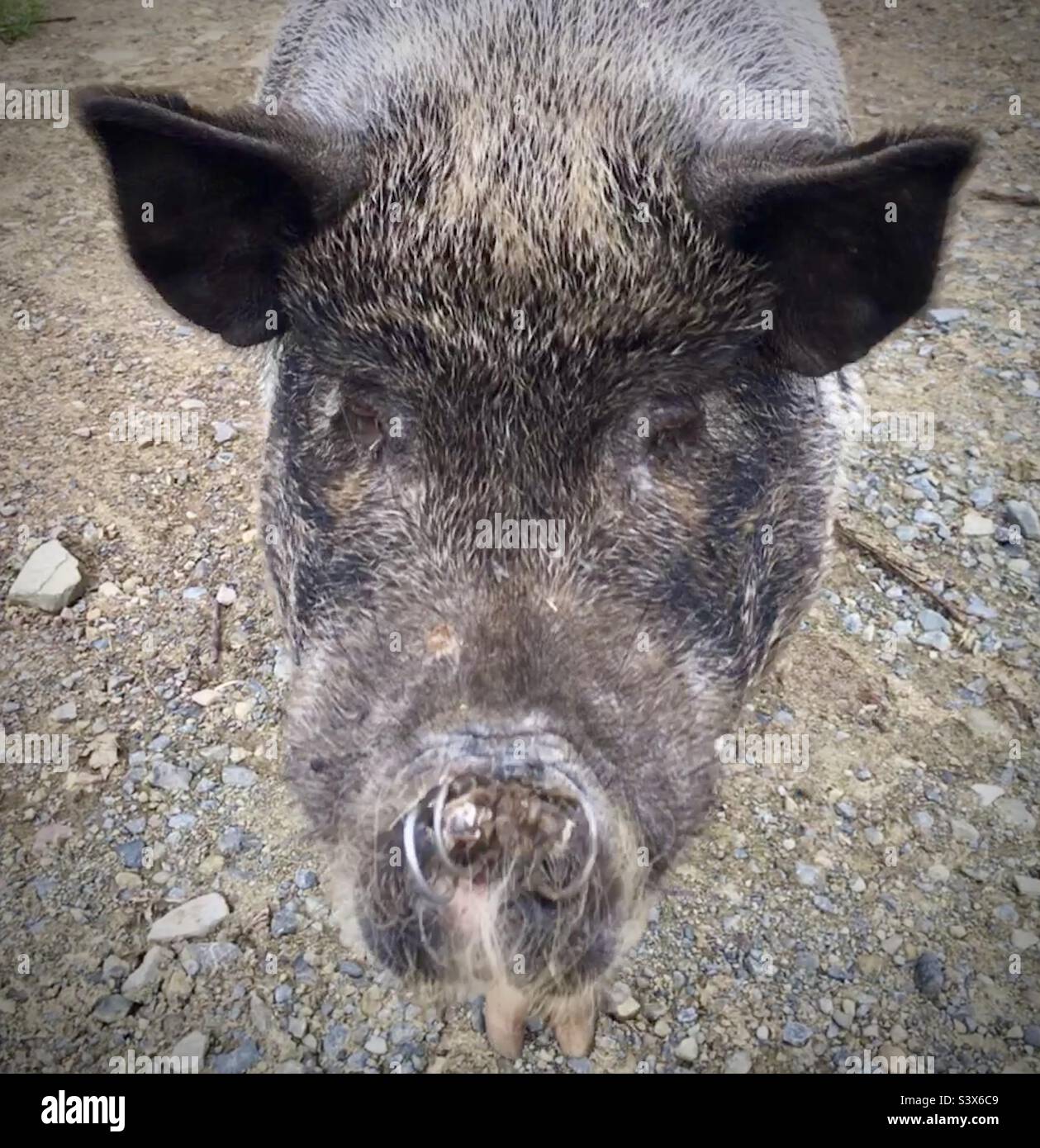Tête de cochon en gros plan avec anneau à travers le nez Banque D'Images