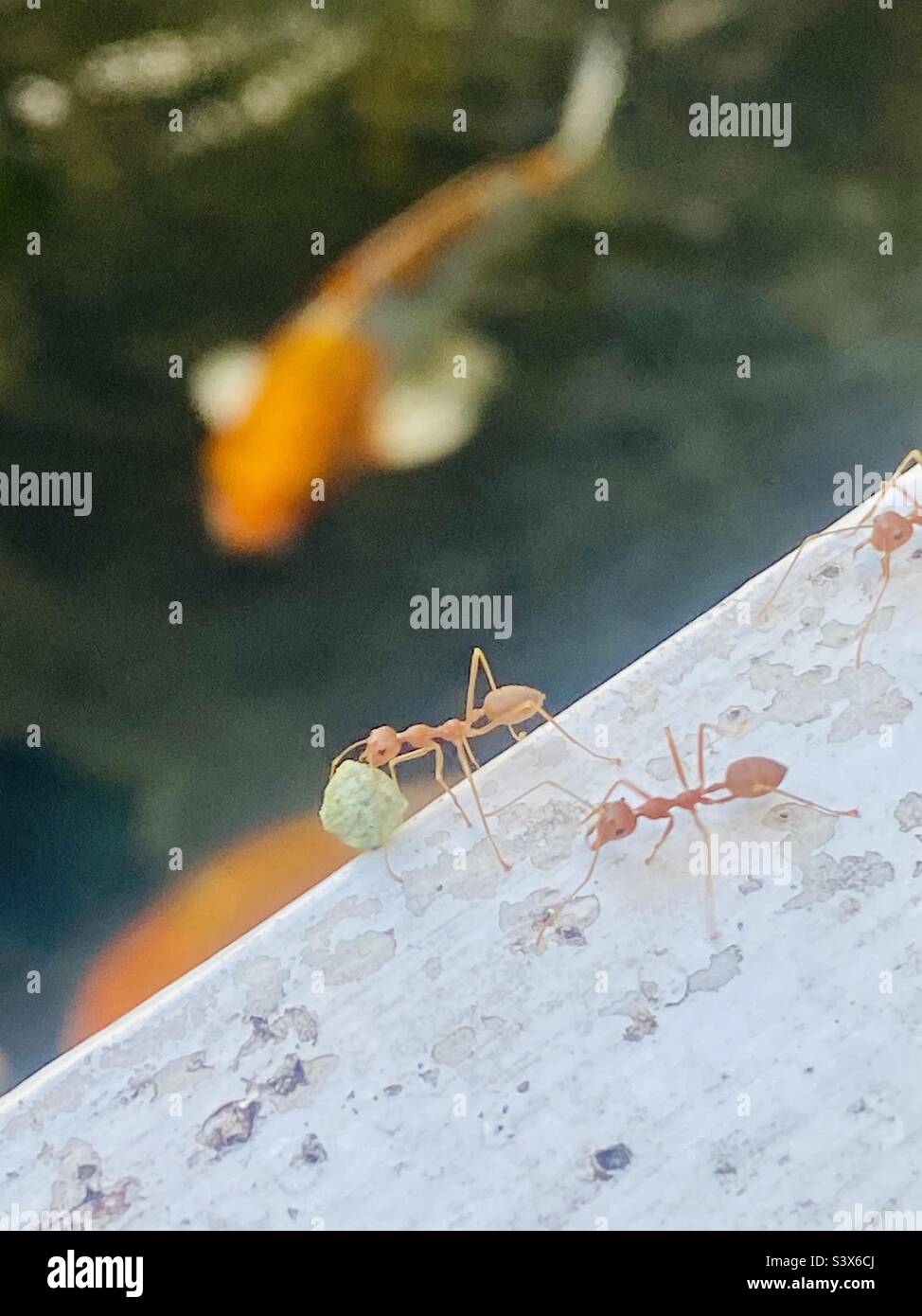 Fourmis rouge transportant de la nourriture par un étang à poissons Banque D'Images