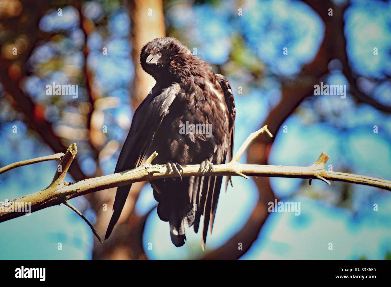 Un Crow qui profite du soleil. Cet oiseau est assis sur une branche et appréciant les rayons du soleil dans la vague de chaleur. C'est ce qui a été pris à Pine Woods à Formby. Banque D'Images