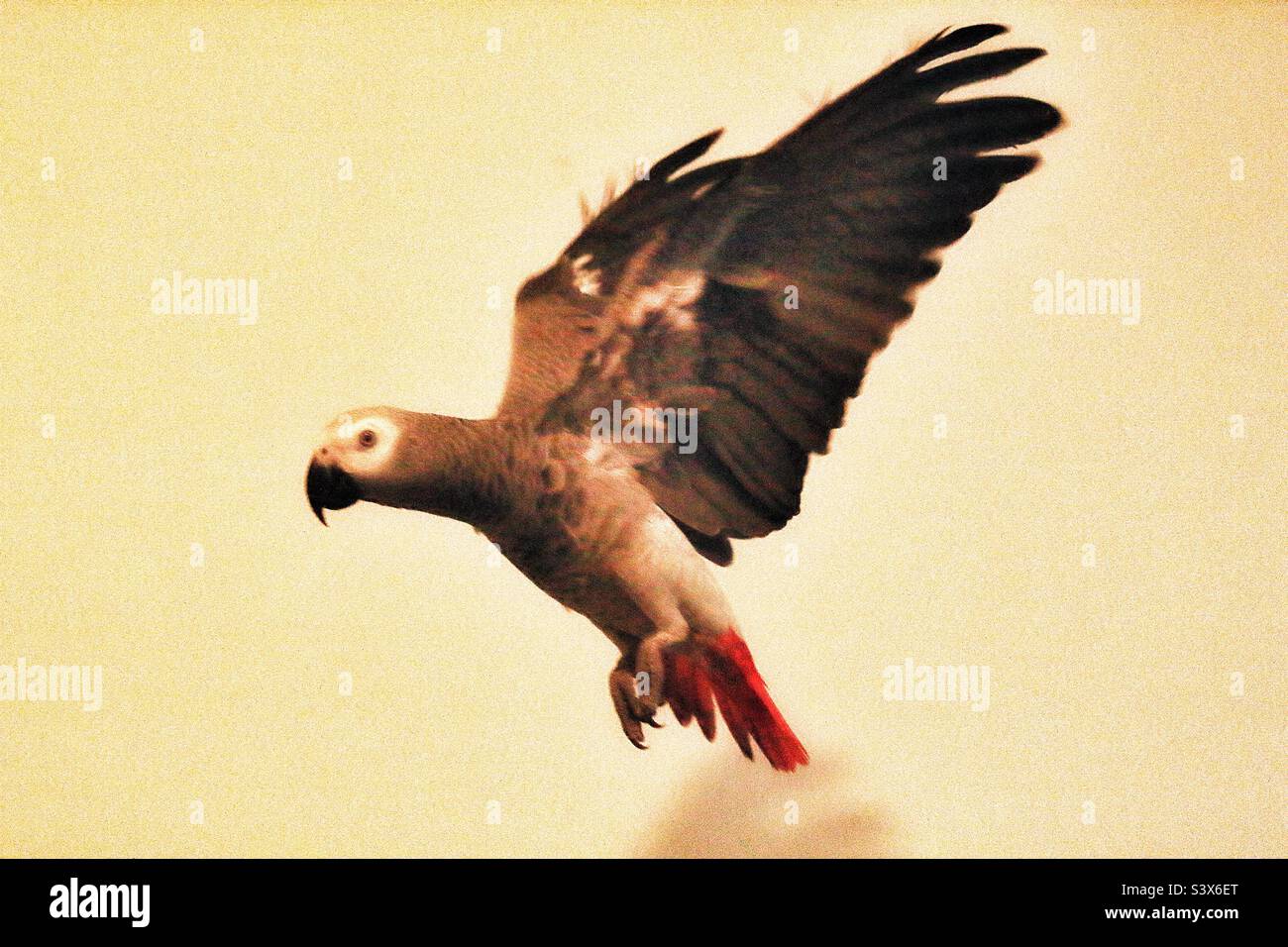 Un jeune perroquet gris africain volant autour de la maison. Sa queue rouge et ses plumes grises sont clairement visibles sur cette photo. - Image de stock capturée avec un smartphone