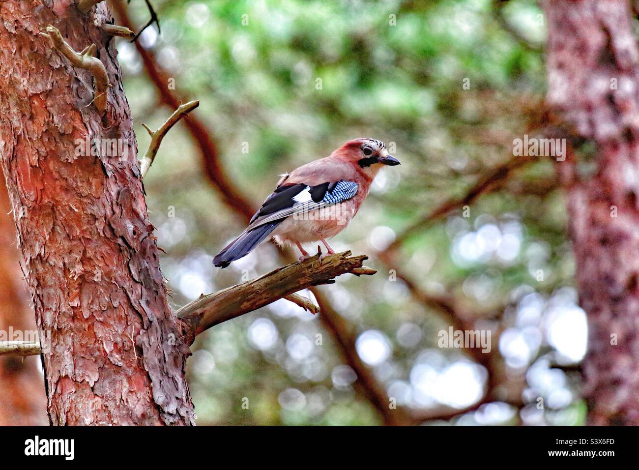 Un oiseau sauvage de Jay eurasien assis sur une branche. Ce sont des oiseaux très intelligents qui peuvent imiter les sons. Les réflecteurs sur ses ailes confondent sa proie. - Image de stock capturée avec un smartphone