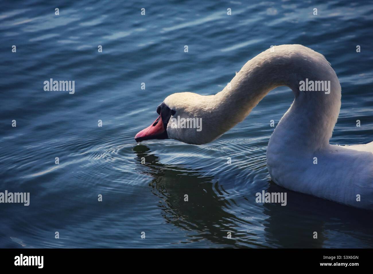 Une magnifique image d'un cygne blanc plongeant leur tête dans l'eau d'un lac calme et tranquille. - Image de stock capturée avec un smartphone