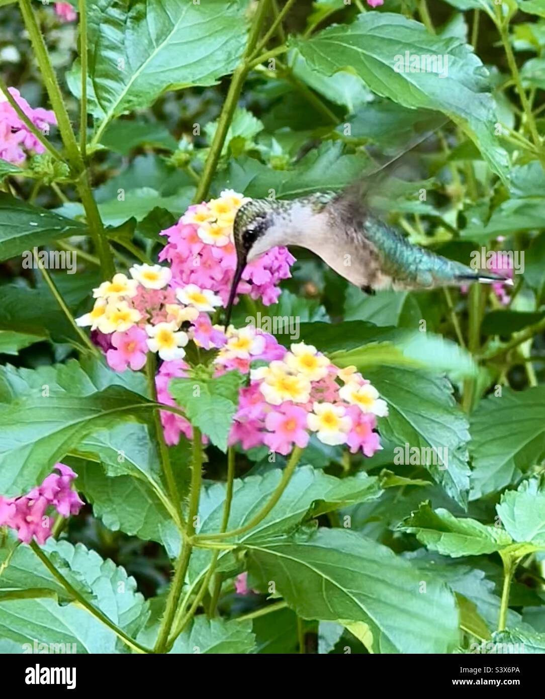 Hummingbird sur la douille papillon Banque D'Images