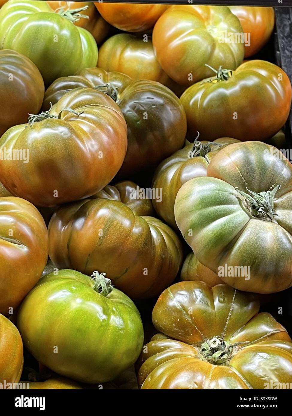 Tomates vertes. Banque D'Images