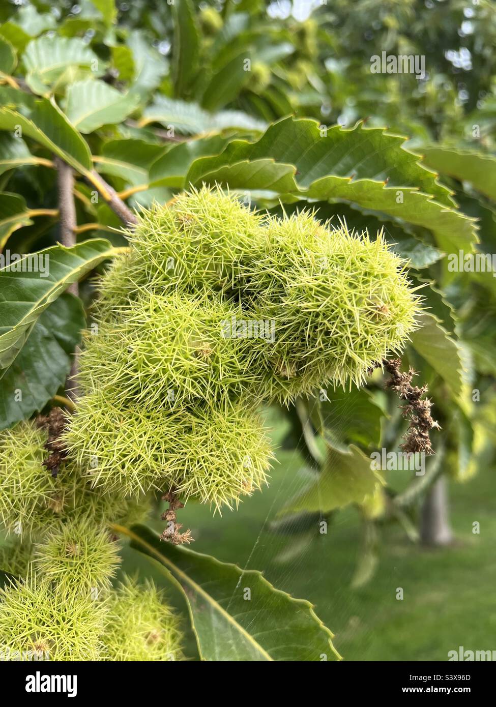 Marrons aux fruits doux et picots. Castanea sativa - Image de stock capturée avec un smartphone