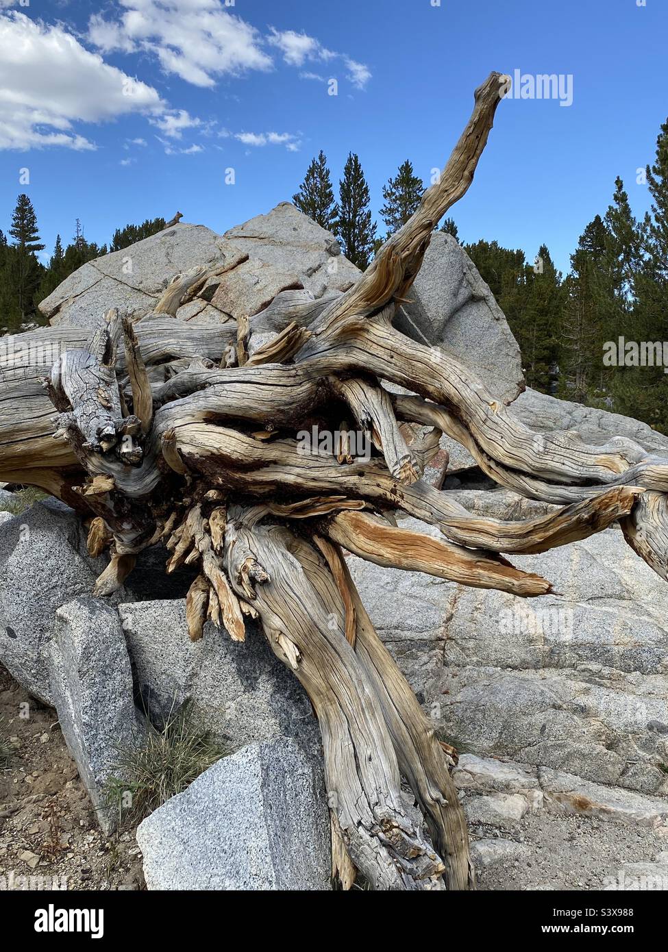 Racines d'arbres et granite dans le bassin versant du ruisseau Rock de la haute sierra, dans l'est de la Californie Banque D'Images