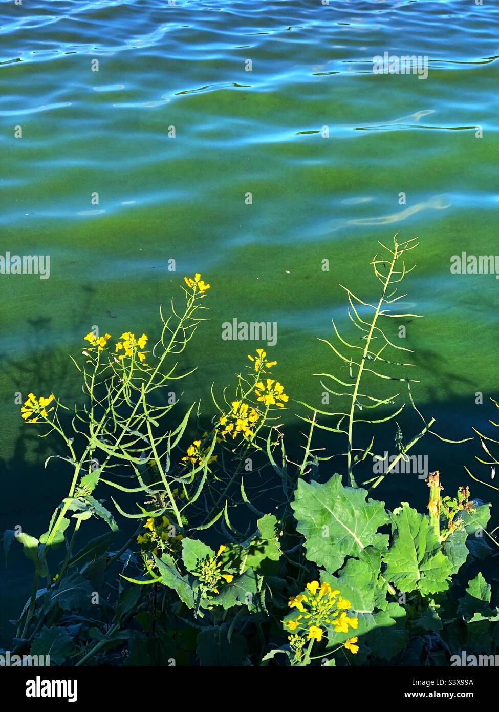 Eutrophisation, floraison d'algues vertes visible sur l'eau du loch Linlithgow, Linlithgow, Écosse - Image de stock capturée avec un smartphone
