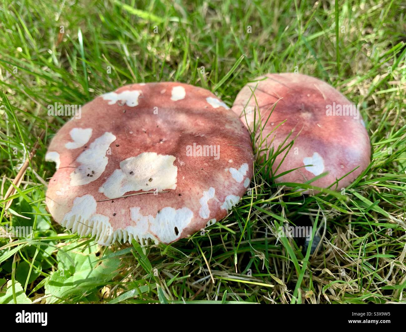 Champignons sauvages Banque D'Images