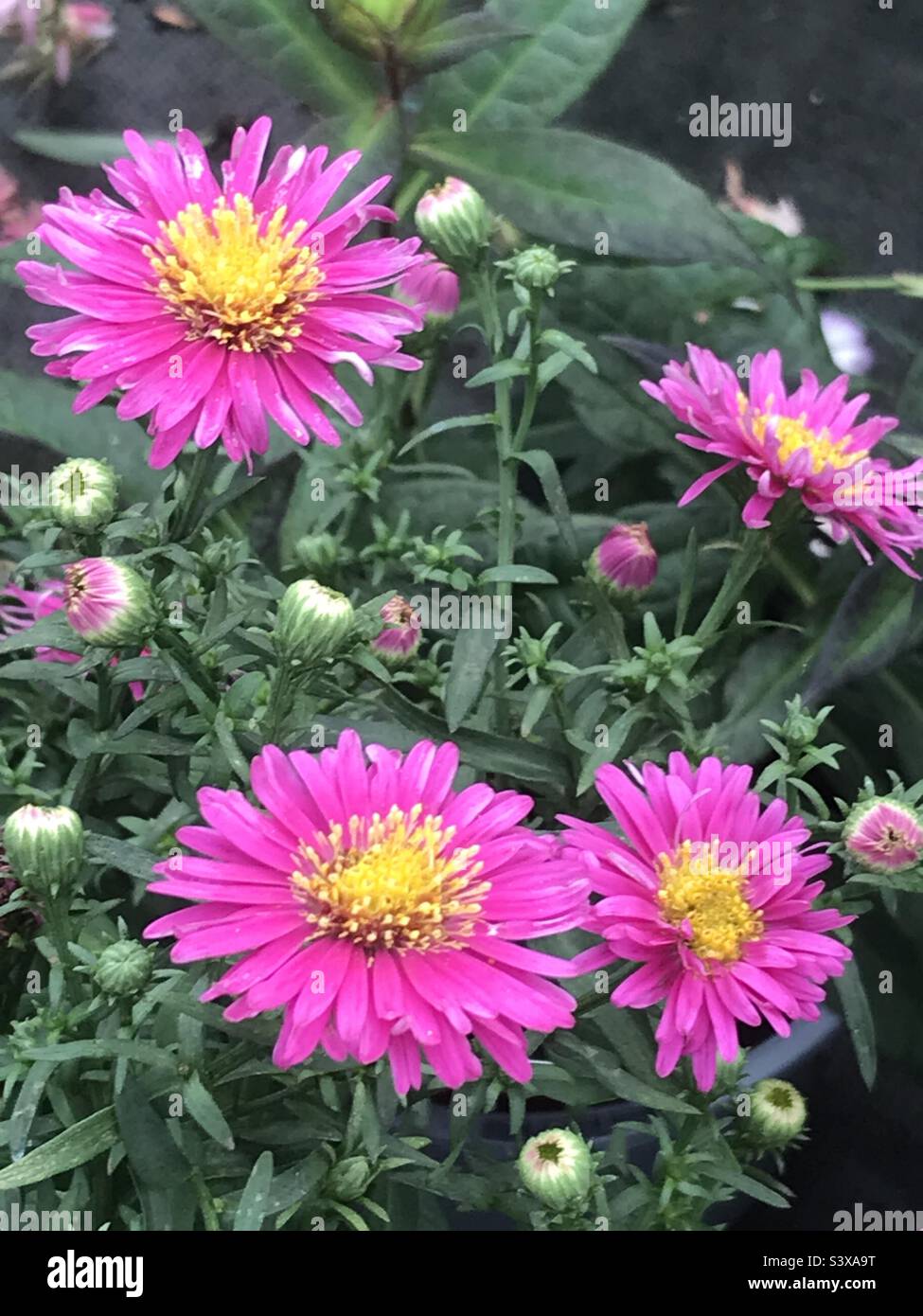 Aster, Rose magique. Fleurs d'automne Banque D'Images