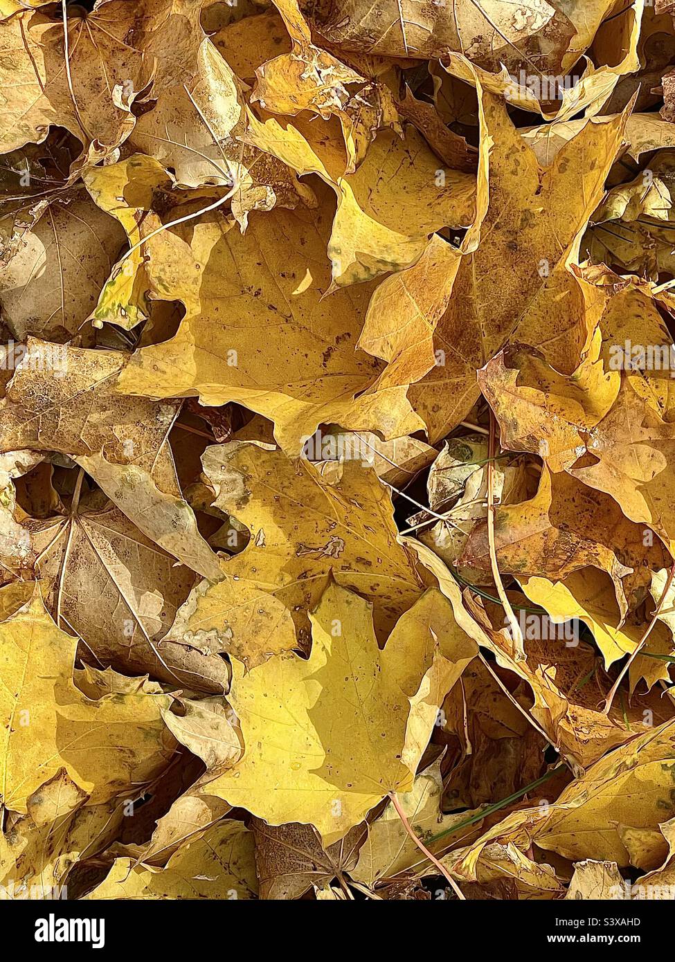 Une cour en automne : des feuilles d'érable sont tombées et couvrent le ...