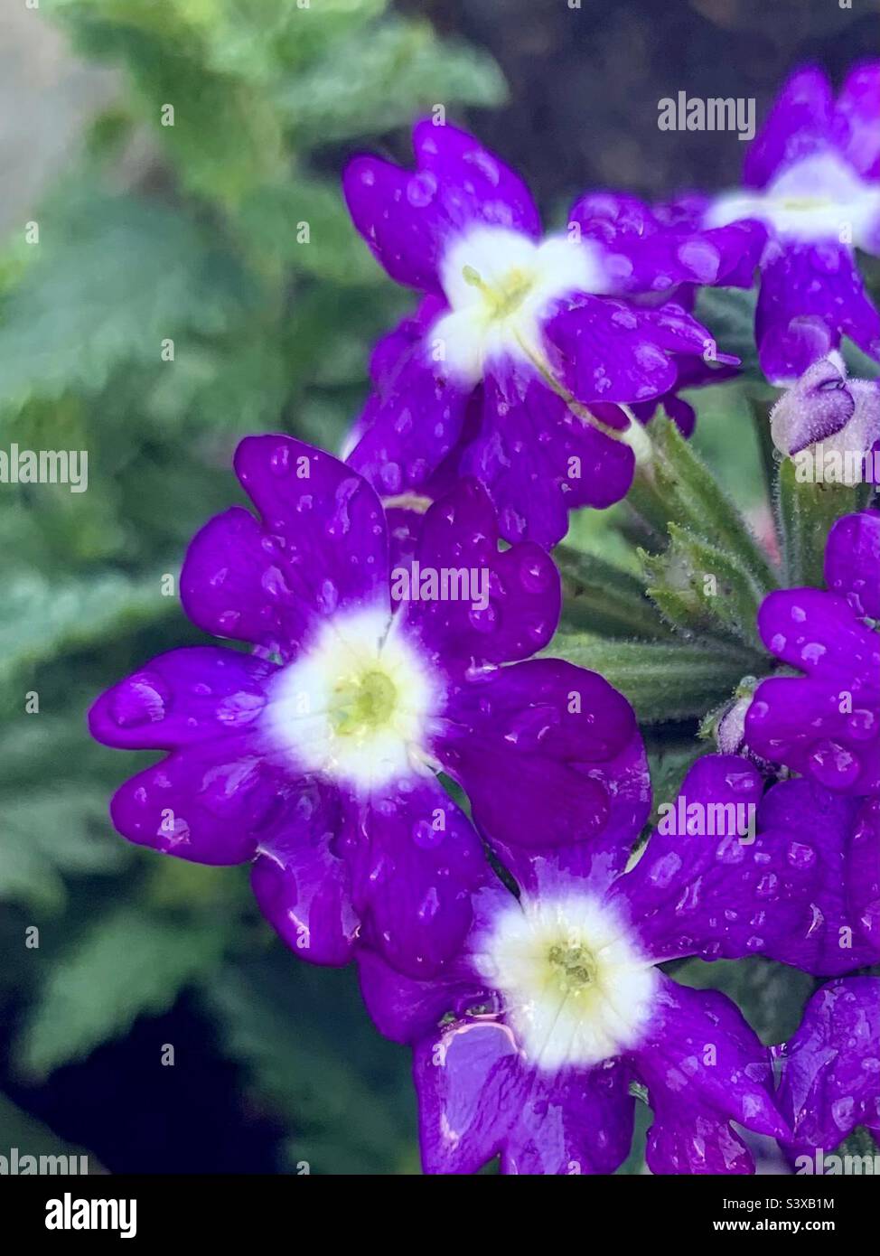Fleurs violettes - Image de stock capturée avec un smartphone