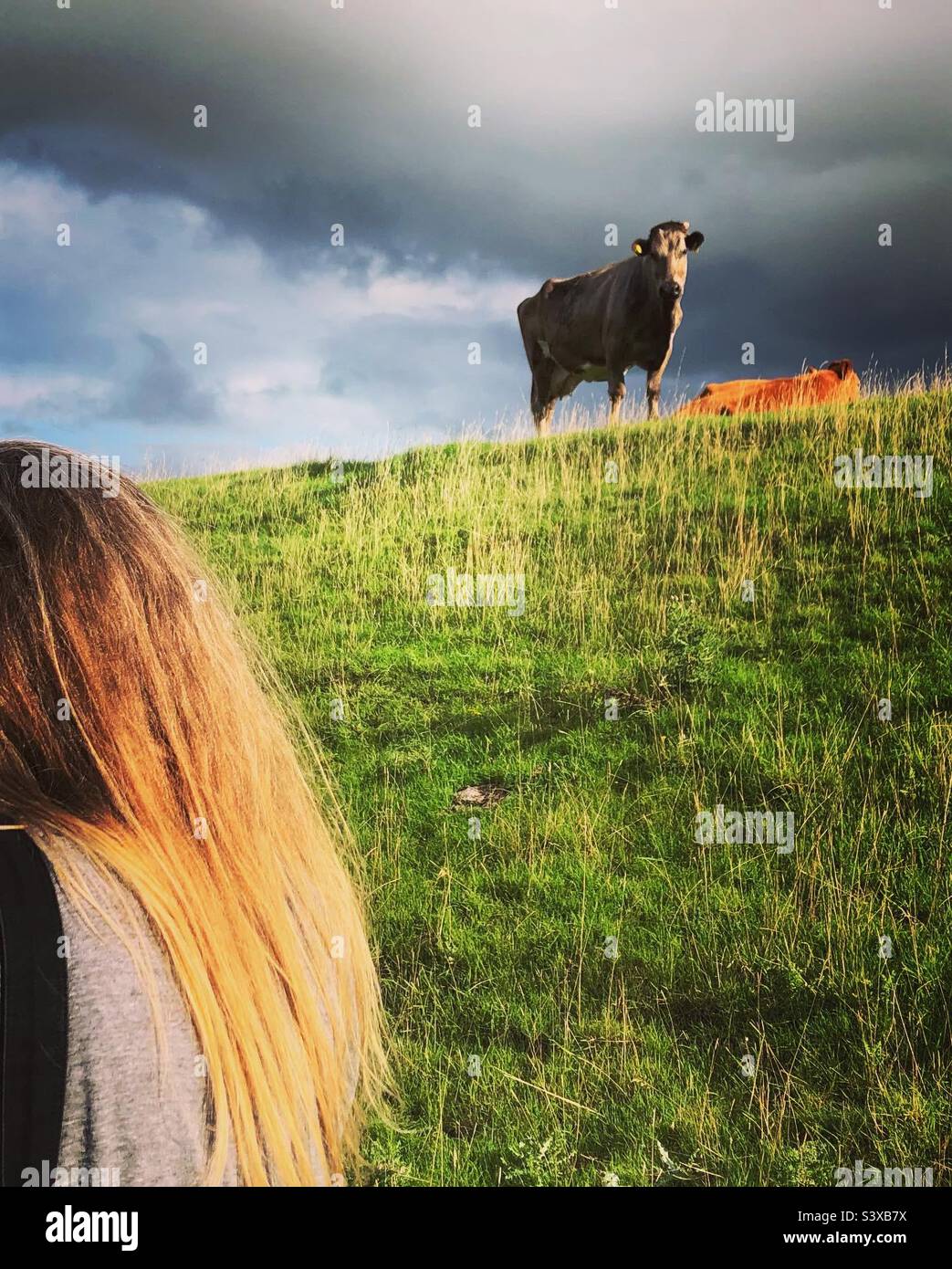 Une femme blonde aux cheveux passe devant une vache - Image de stock capturée avec un smartphone