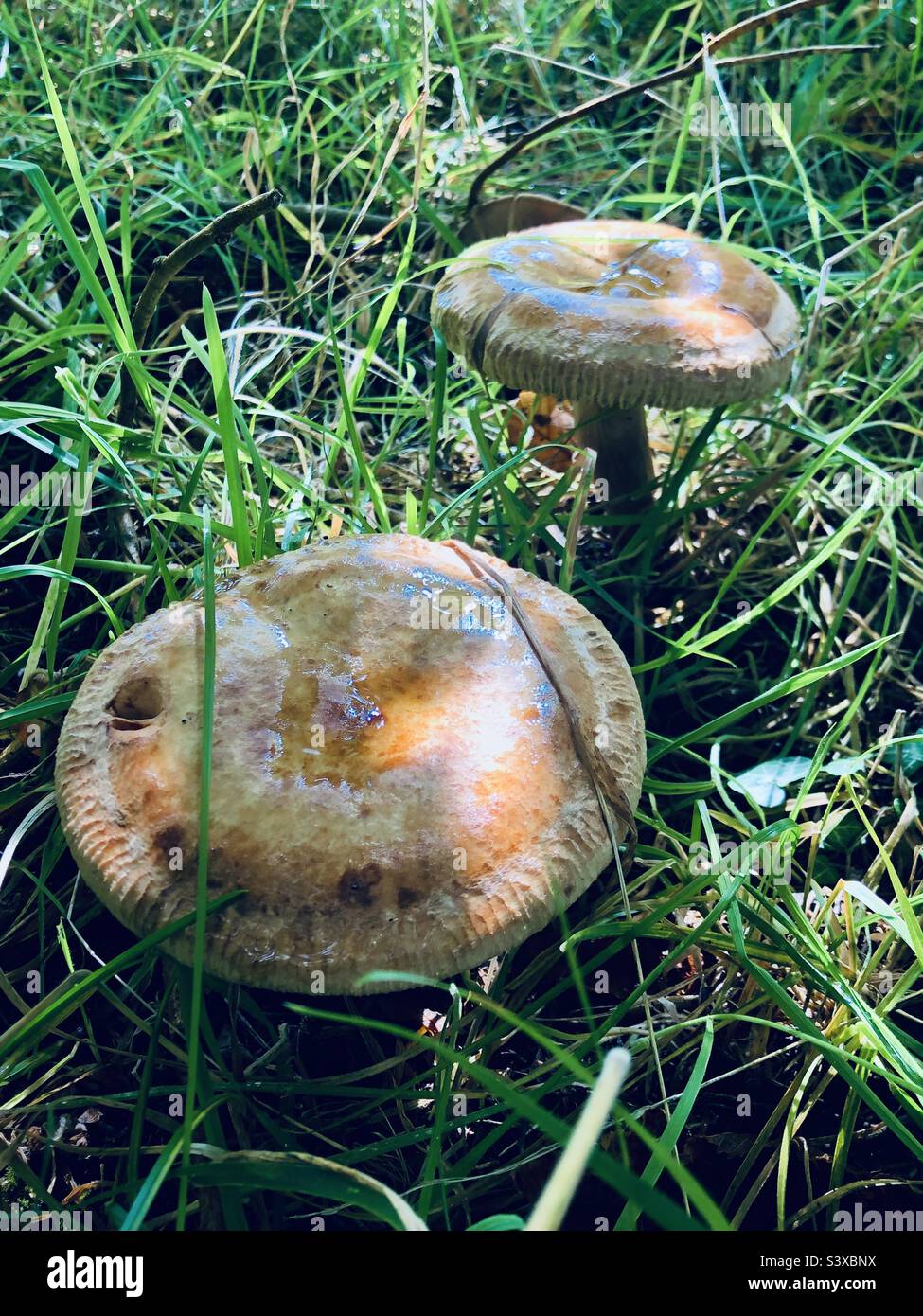 Grands champignons non comestibles poussant sauvages dans une région herbacée en Angleterre Banque D'Images