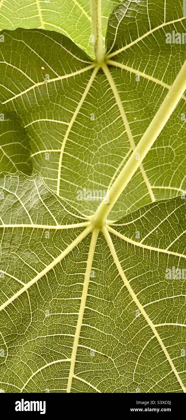 Structure des lames. La dorsale (en dessous) d'une feuille de figuier. Banque D'Images