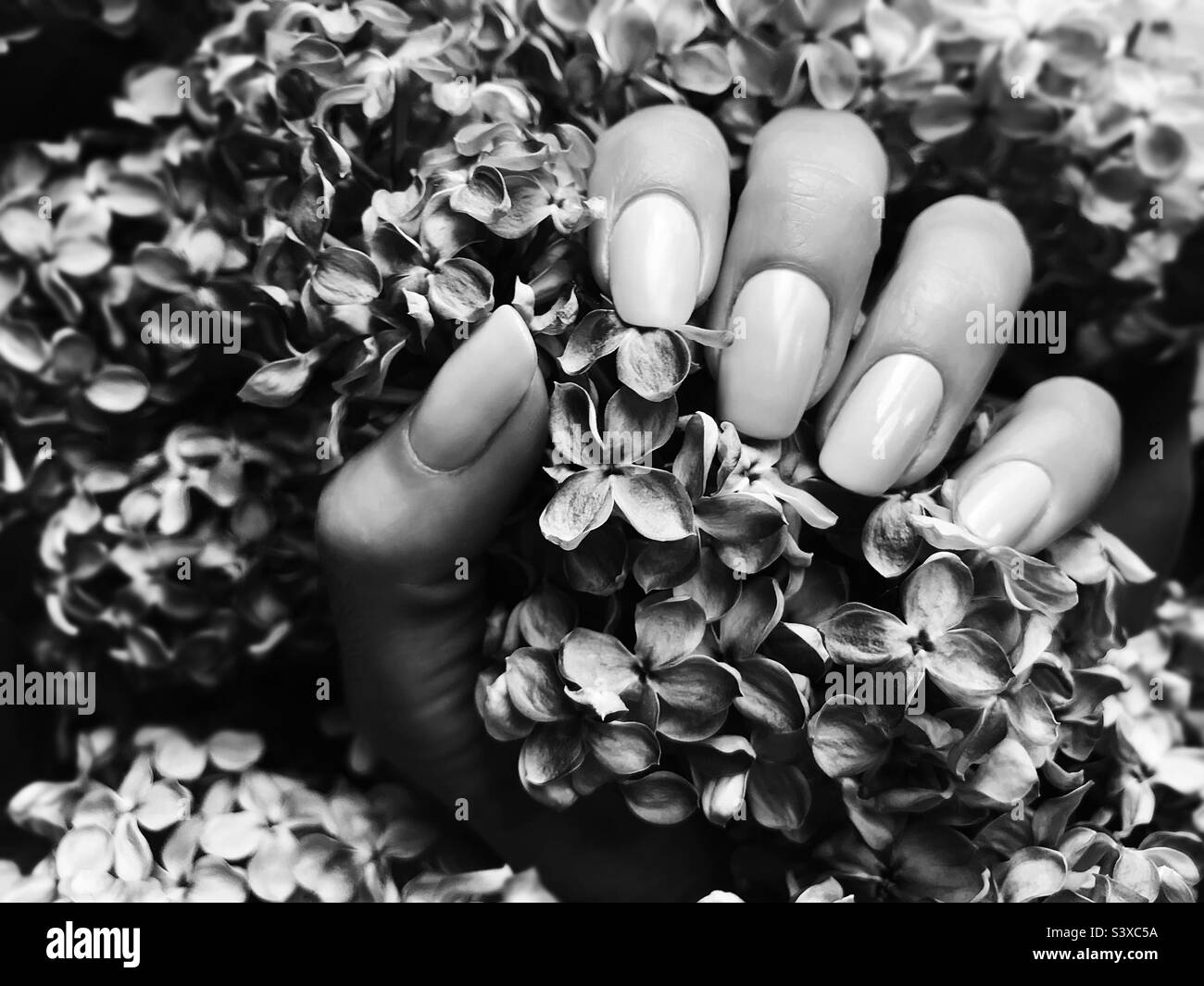 Fleurs de lilas printanières à la main féminine Banque D'Images