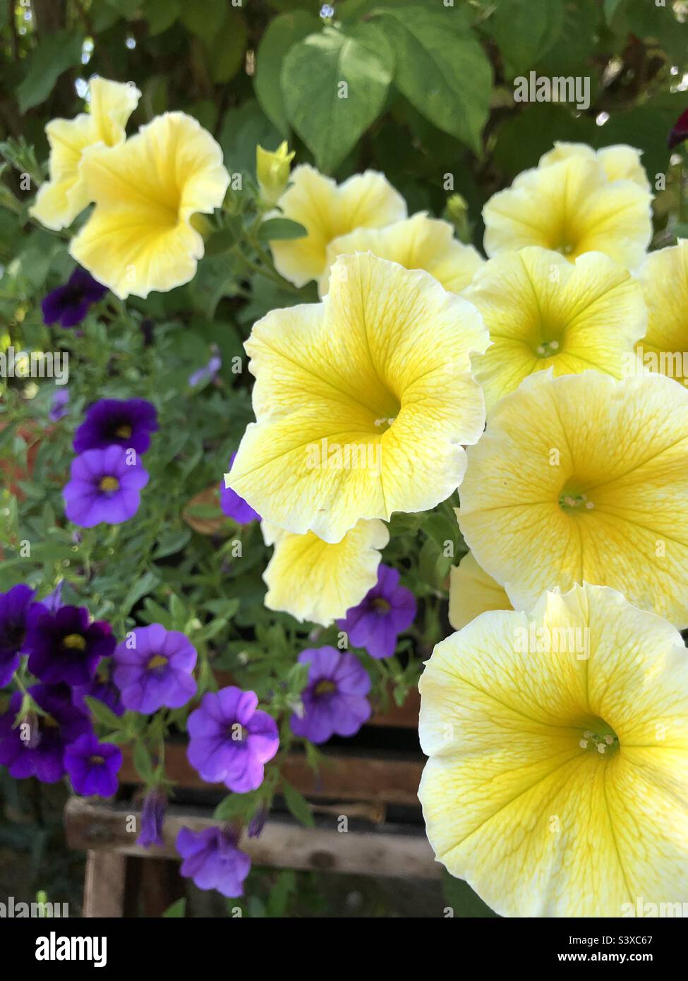 Fleurs d'été en gros plan - Image de stock capturée avec un smartphone