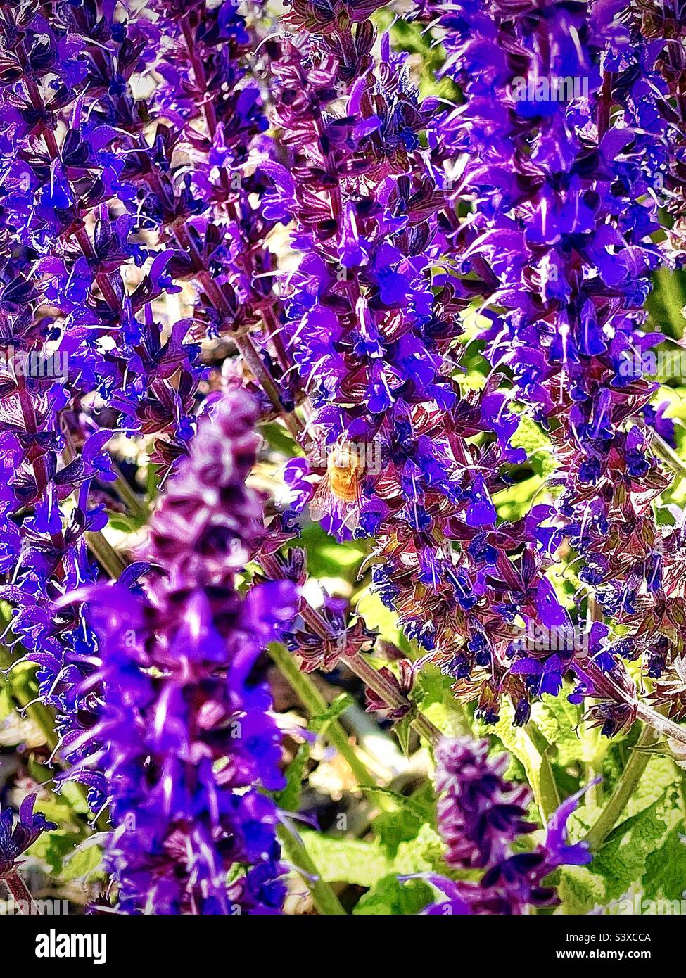 Ces jolies fleurs se trouvaient dans les lits de jardinières d'une clinique médicale locale de l'Utah, aux États-Unis. Ils sont de la famille des plantes de Salvia, mieux connu sous le nom de Meadow, ou de Woodland Sage. Banque D'Images