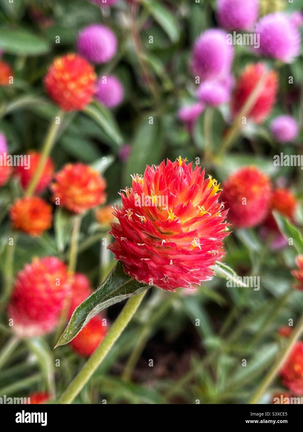 Orange rouge globe amaranth cultivé comme une fleur séchée. Banque D'Images